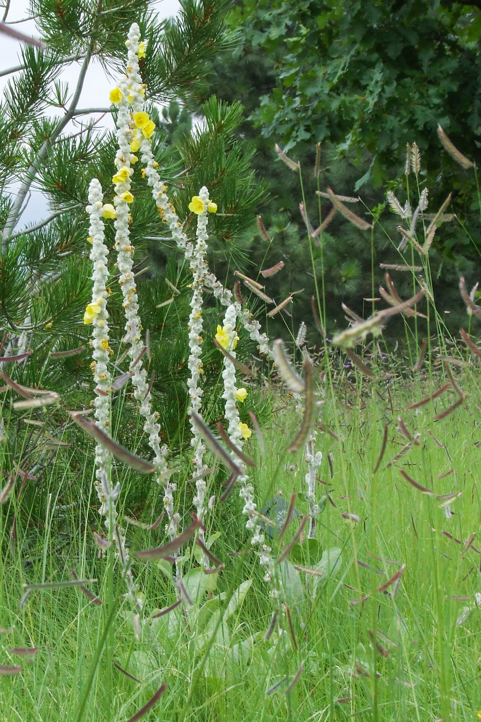 Arctic Summer Mullein